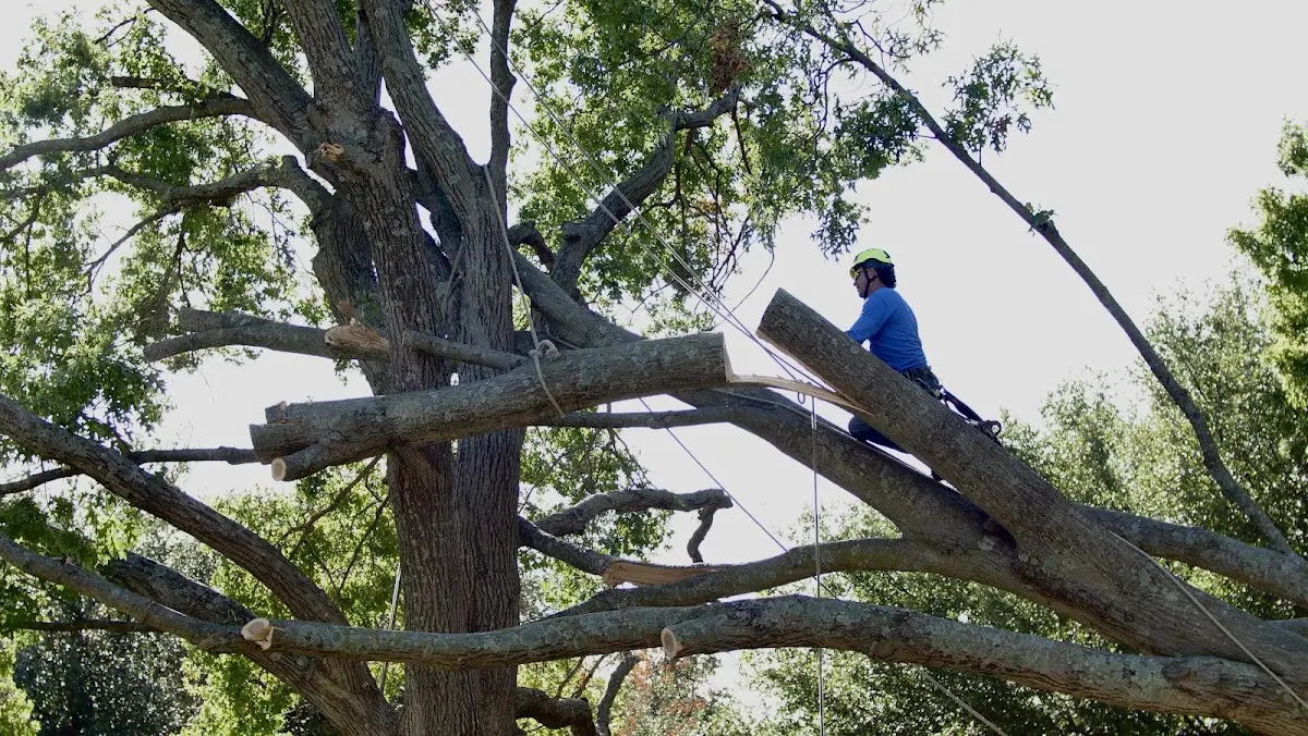 Professional Crown Thinning performed by certified arborists in Lebec