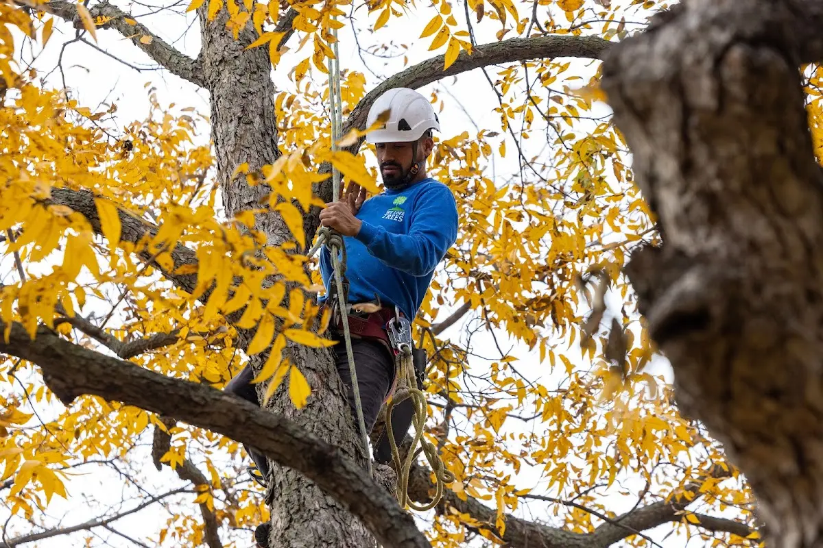 Skilled Tree Planing crew working in Lebec